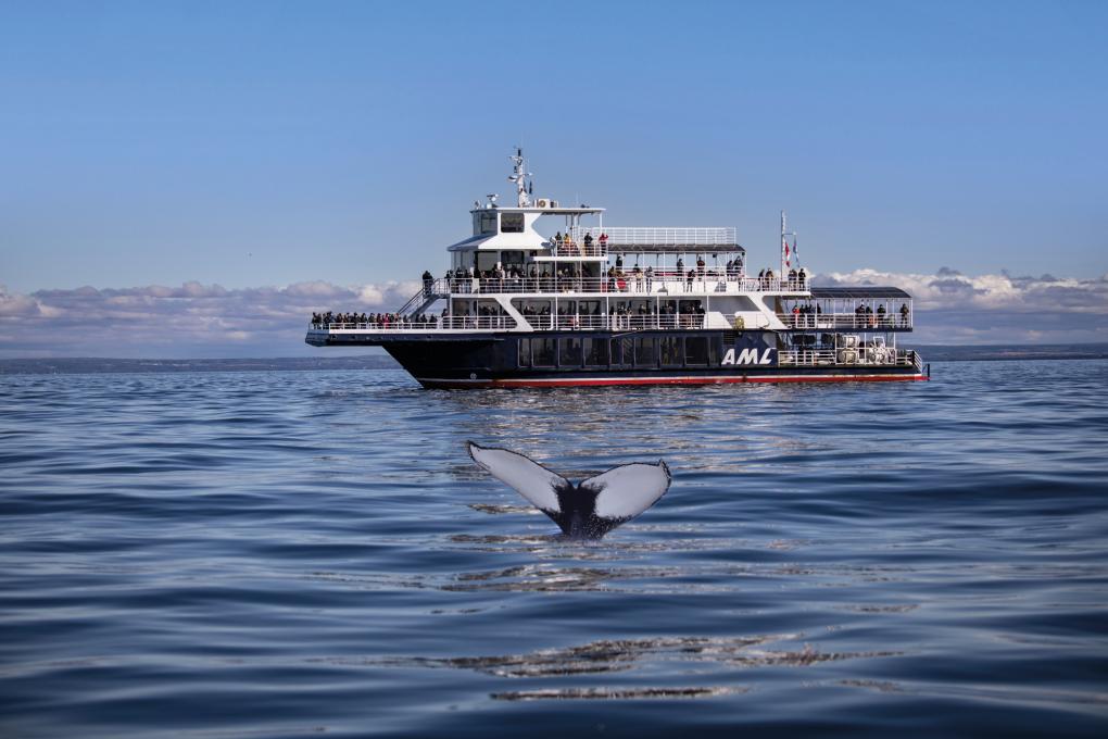 Whale watching excursion