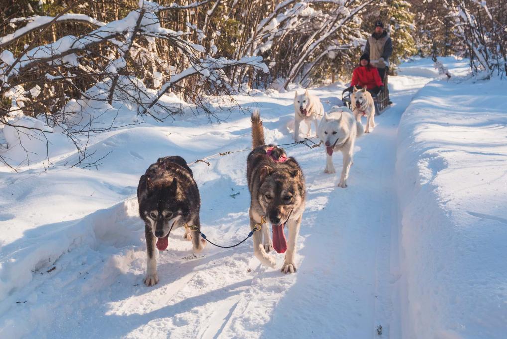 Two people are dog sledding on a snowy trail.
