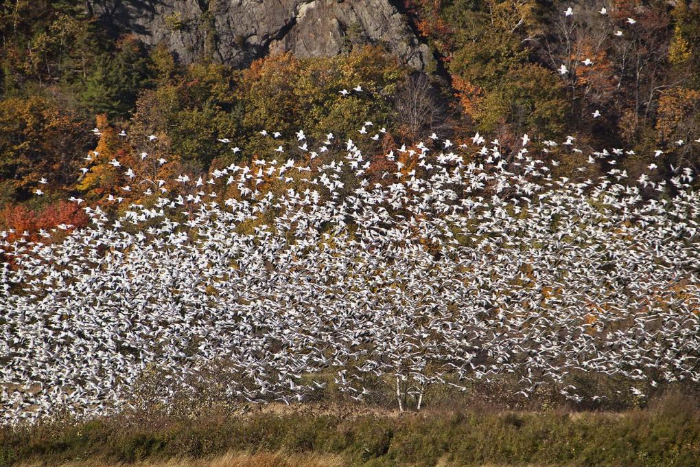 Snow Geese at the Cap Tourmente National Wildlife Area