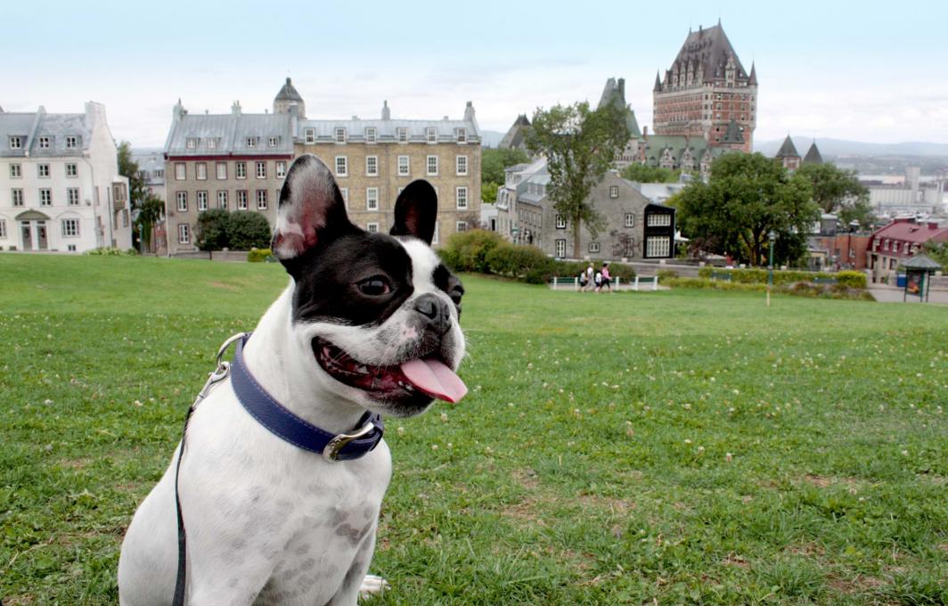 Chien Pierre-Dugua-De-Mons