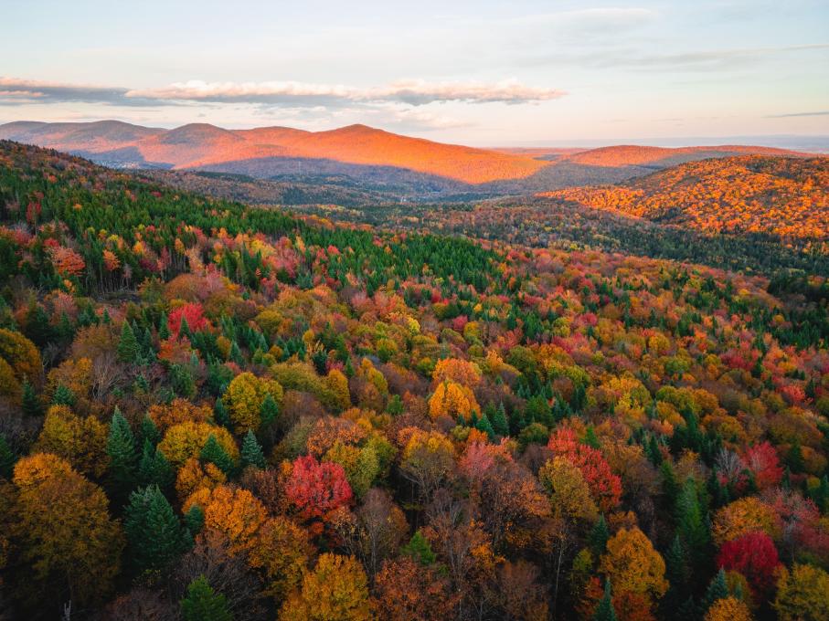 Vue aérienne d'un forêt en automne