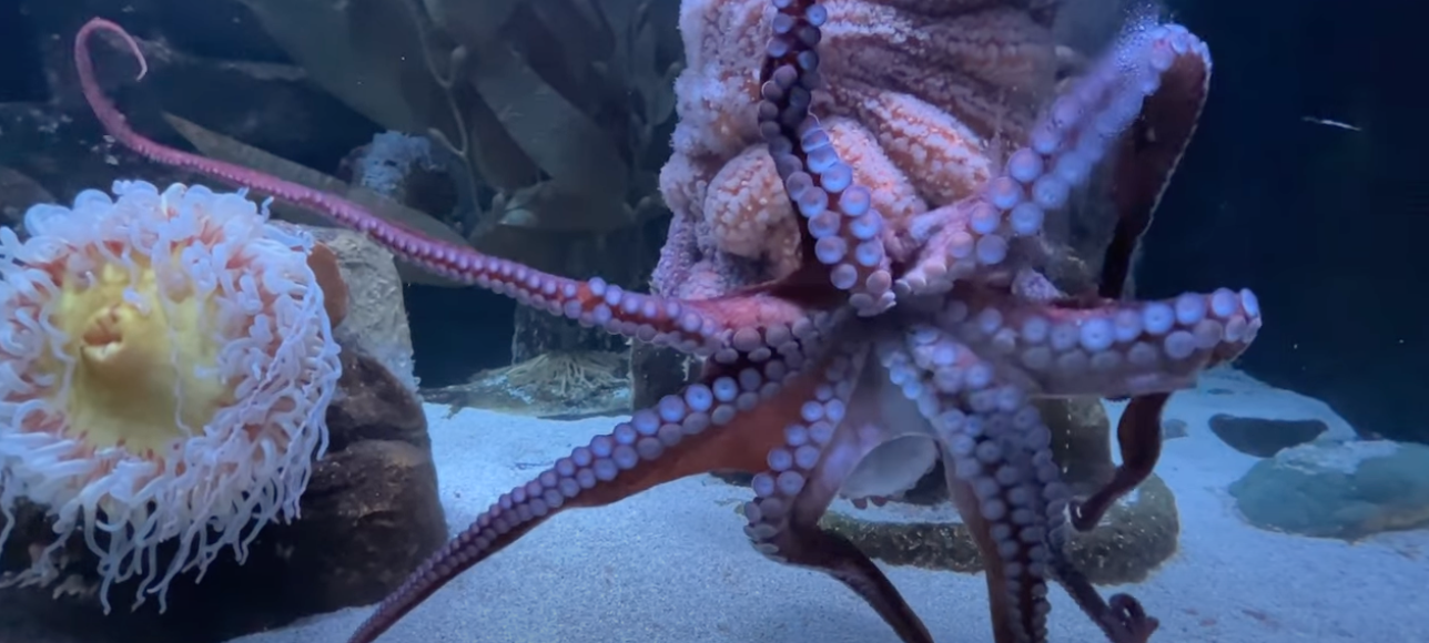 La relâche à l'Aquarium du Québec - Les secrets de la pieuvre