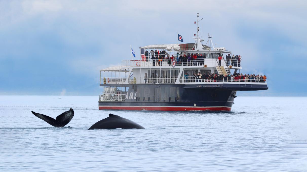 Whale Watching Tours From Quebec City Quebec City