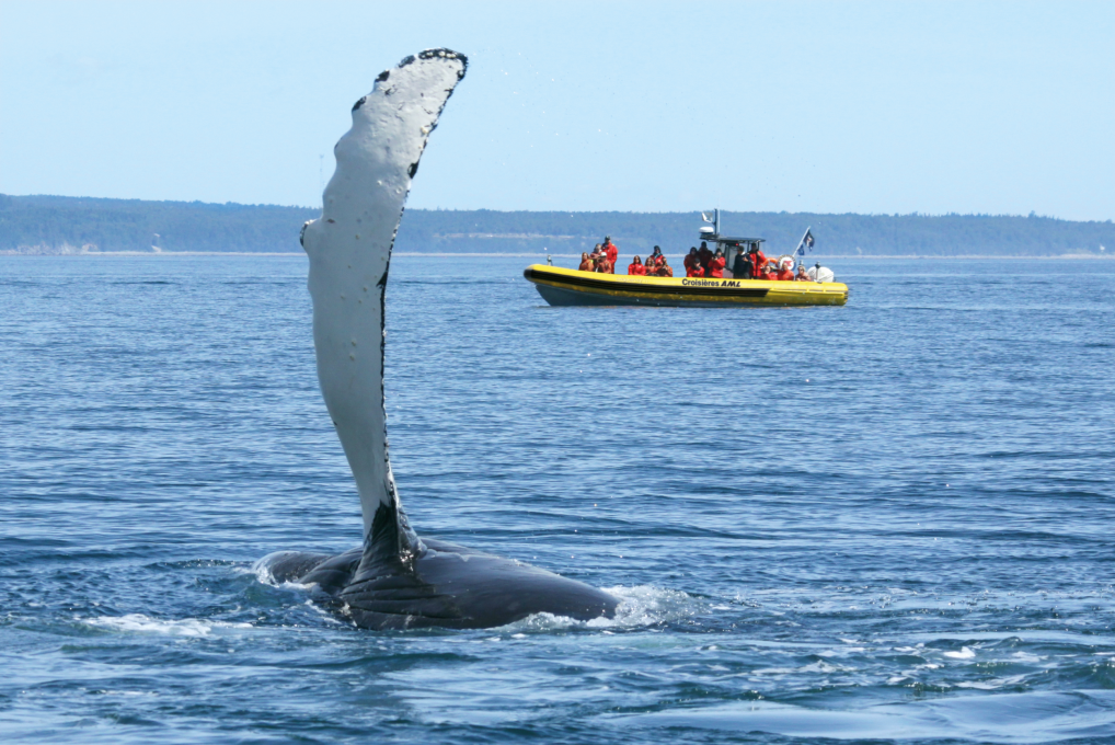 Observation de baleines en Zodiac