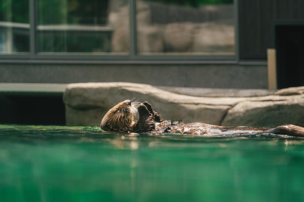 Loutre se baignant à l'Aquarium de Québec