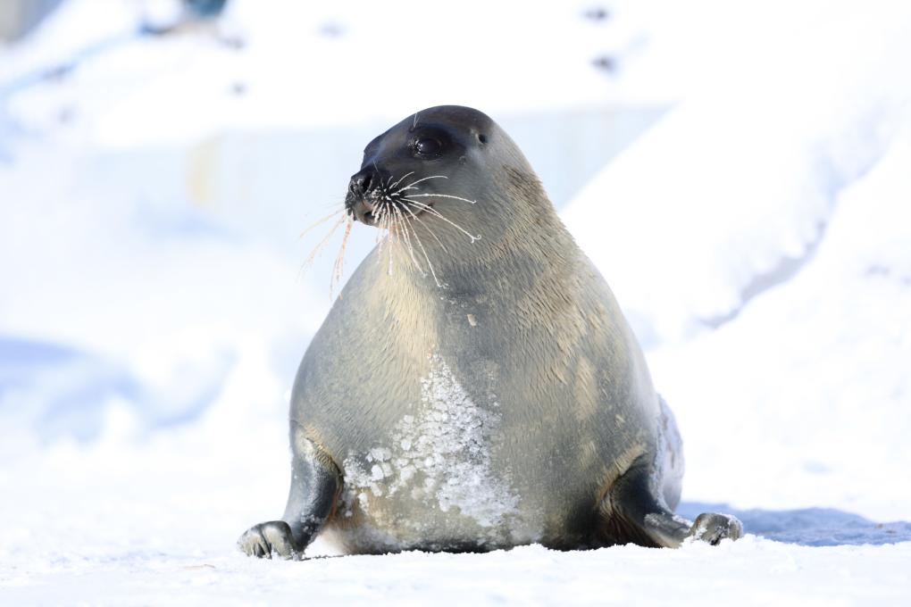 Phoque à l'Aquarium du Québec