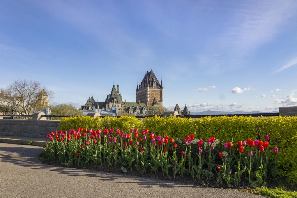 Vue sur le Château Frontenac avec des tulipes
