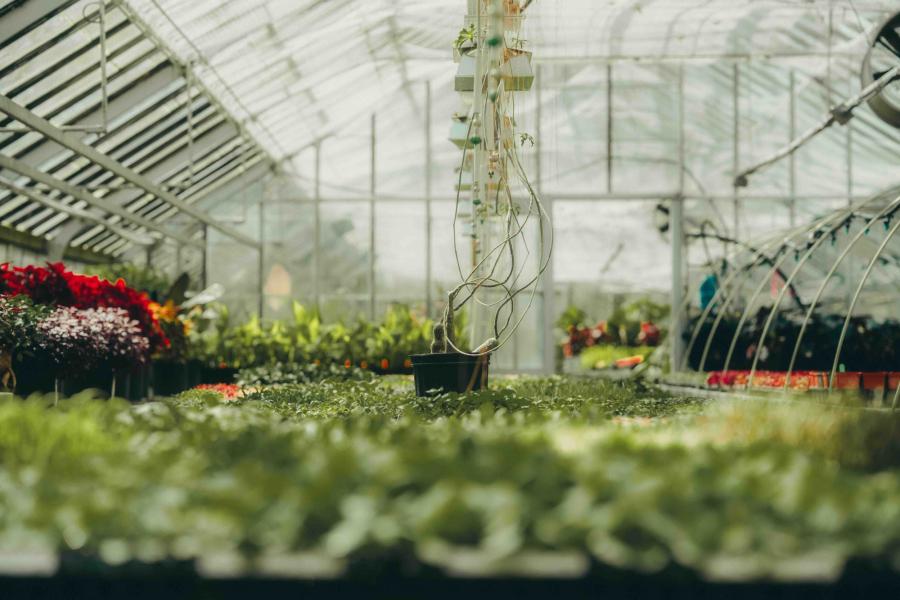 Portes ouvertes des serres