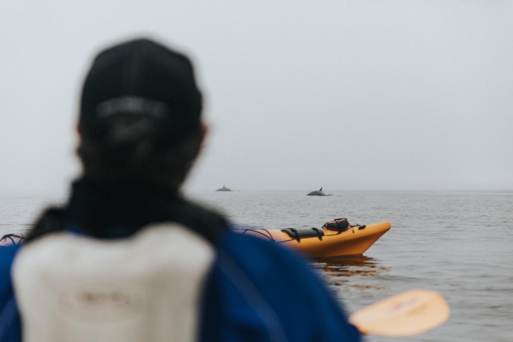 Mer et monde Écotours baleines en kayak