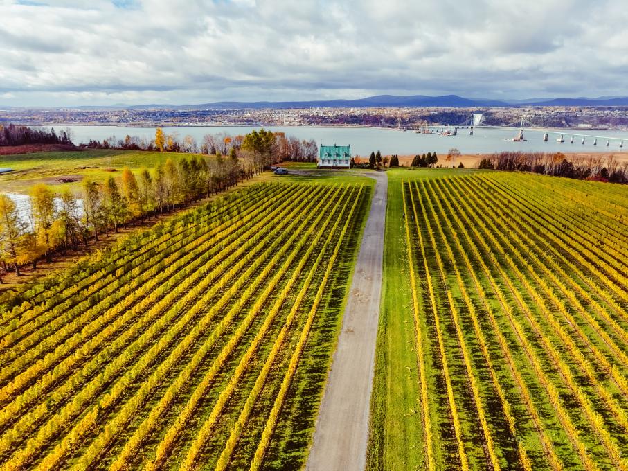 Vue aérienne sur un champ de l'île d'Orléans en automne