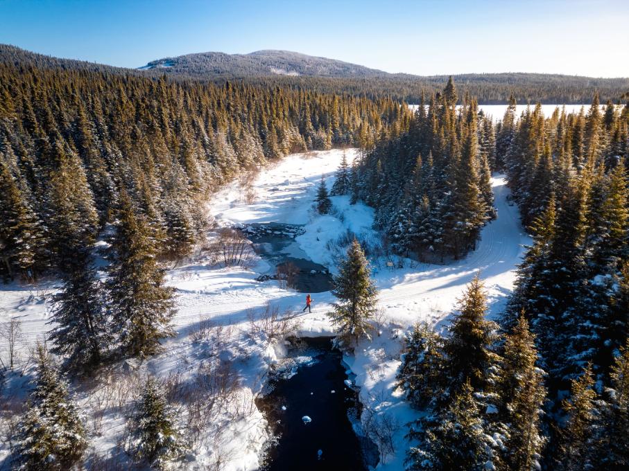 Vue de la forêt du camp Mercier