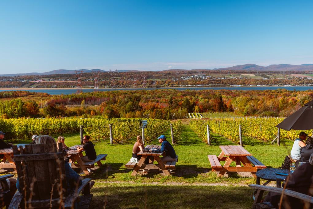 Vignoble sur l'île d'Orléans