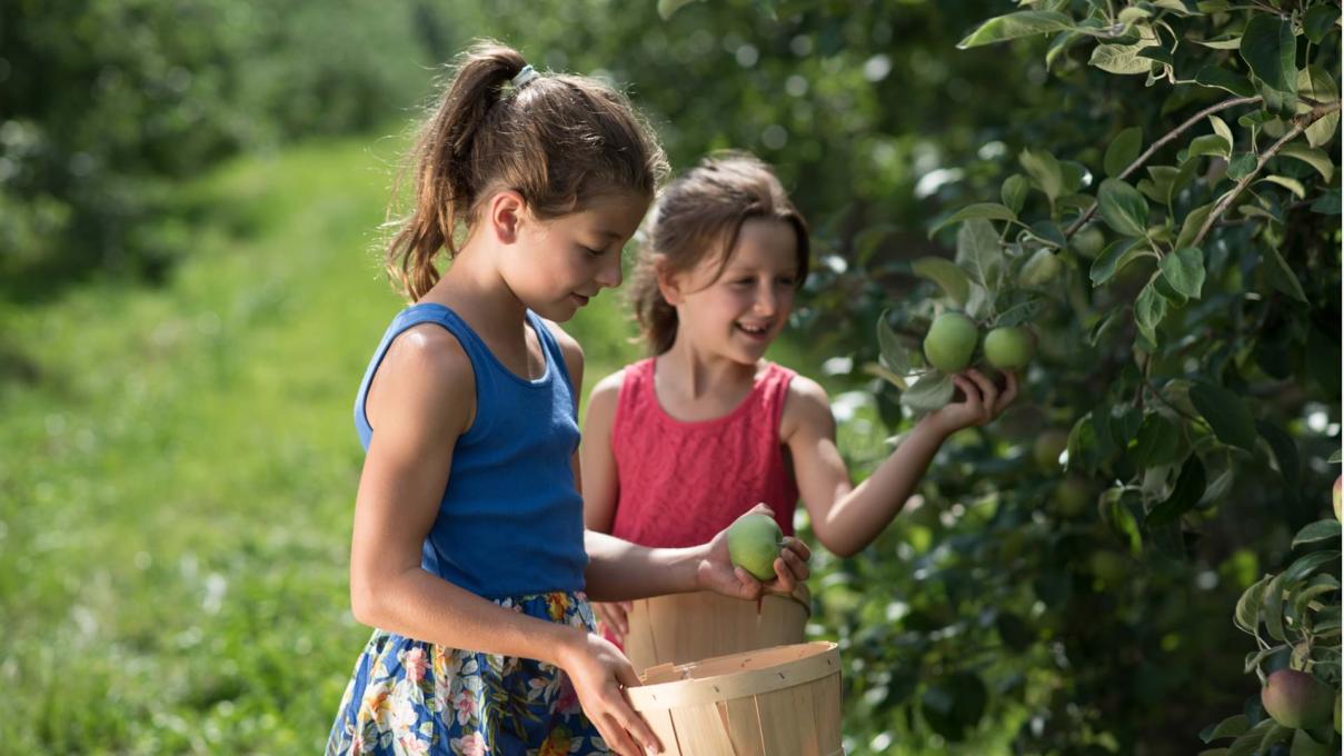Two little girls pick apples in an orchard on Ile d'Orléans.