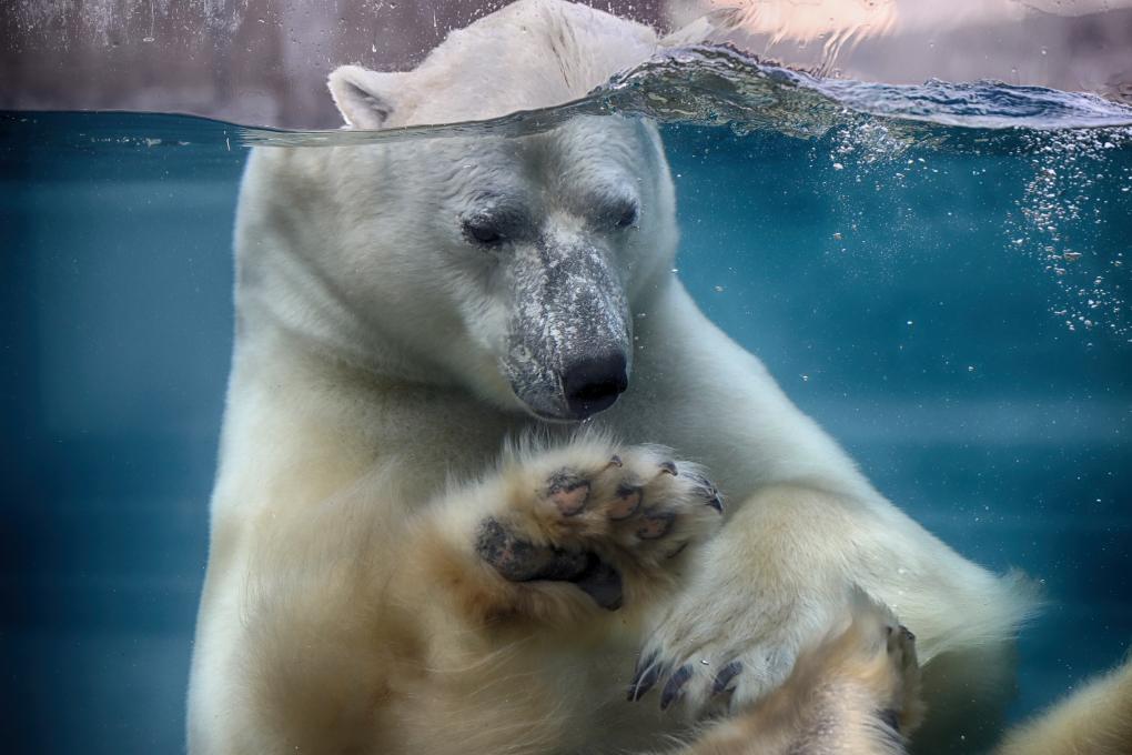 ours polaire à l'Aquarium du Québec
