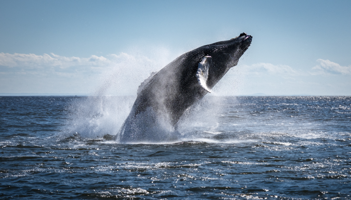 Excursion aux baleines