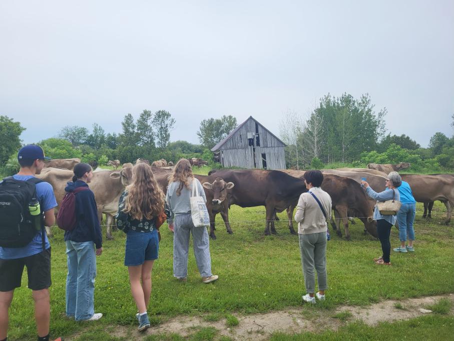 Groupe de visiteurs devant des vaches