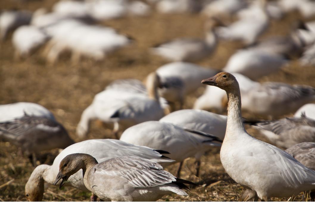 Snow geese watching