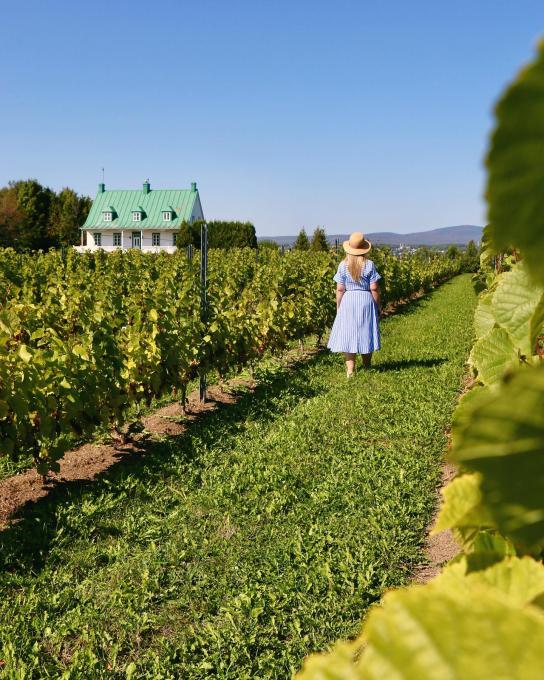Vignoble sur l'île d'Orléans