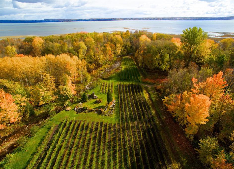Vue aérienne d'un vignoble en automne
