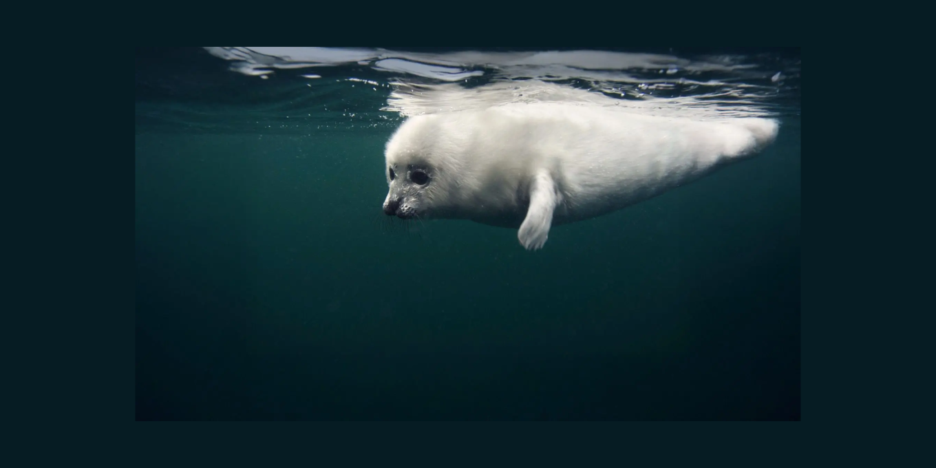 Les yeux de la mer