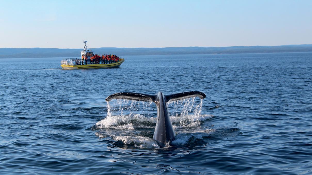 Whale watching on a zodiac
