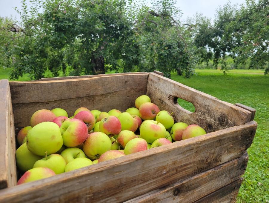 Vignoble Domaine Sainte-Famille - Orchard apples