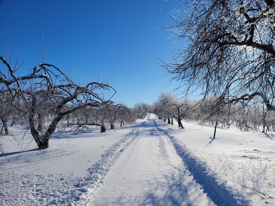 Domaine Sainte-Famille - L'hiver au verger