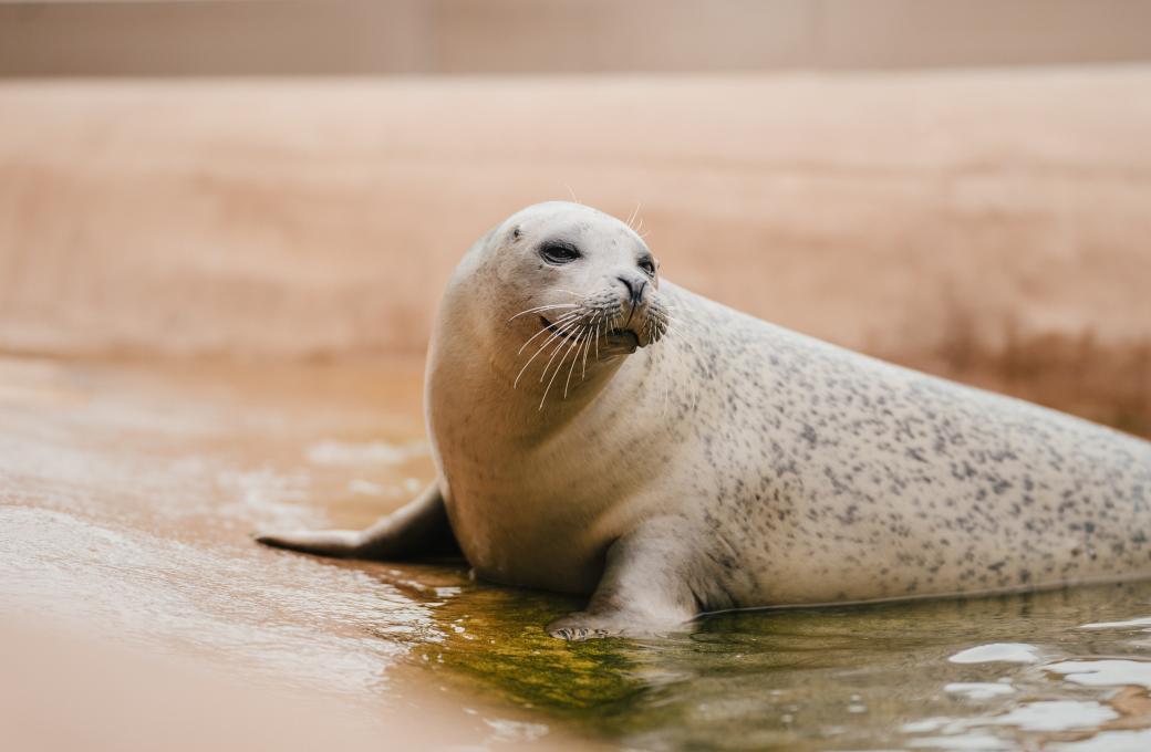 Aquarium du Québec - Phoque commun