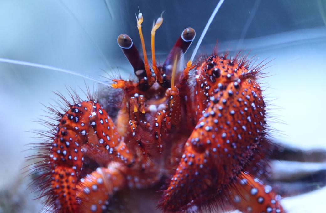 Aquarium du Québec - crustacé