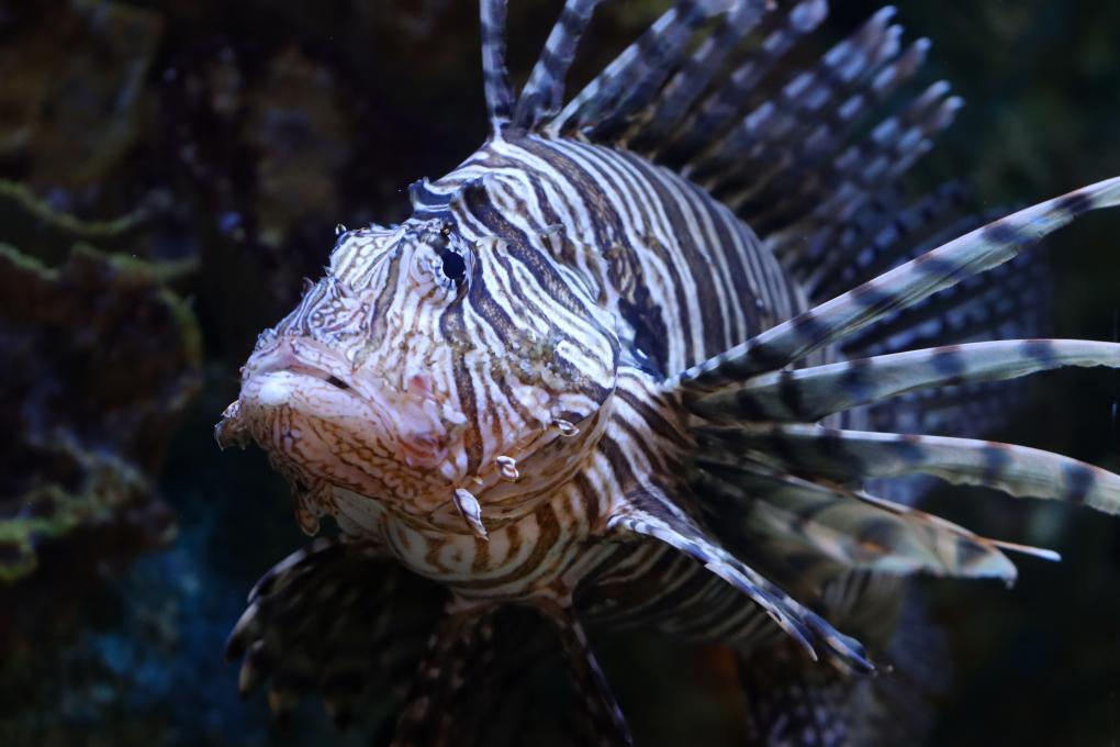 Aquarium du Québec - poisson