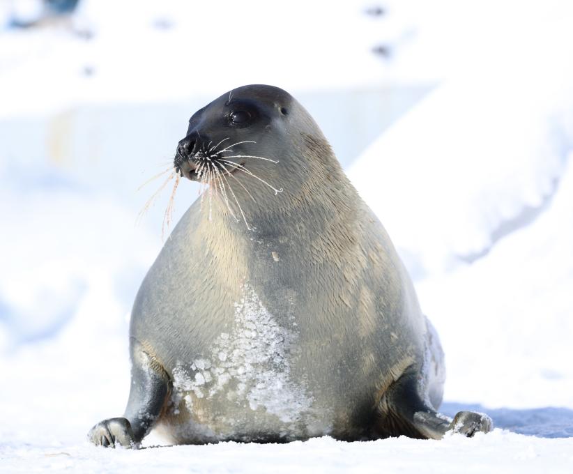 Aquarium du Québec - Phoque