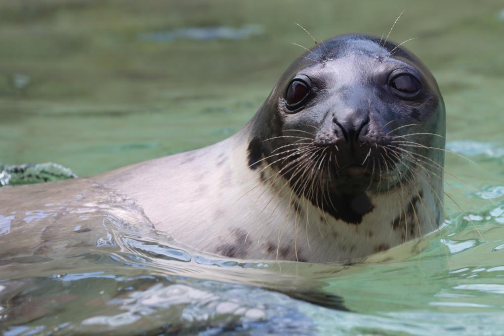 Aquarium du Québec - seal