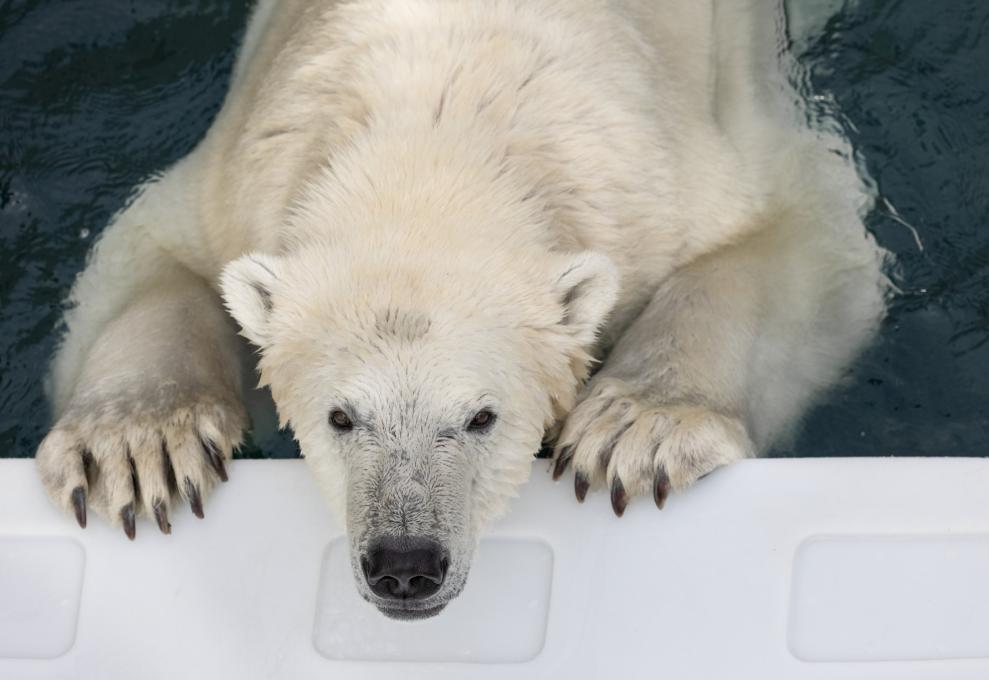 Aquarium du Québec - polar bear