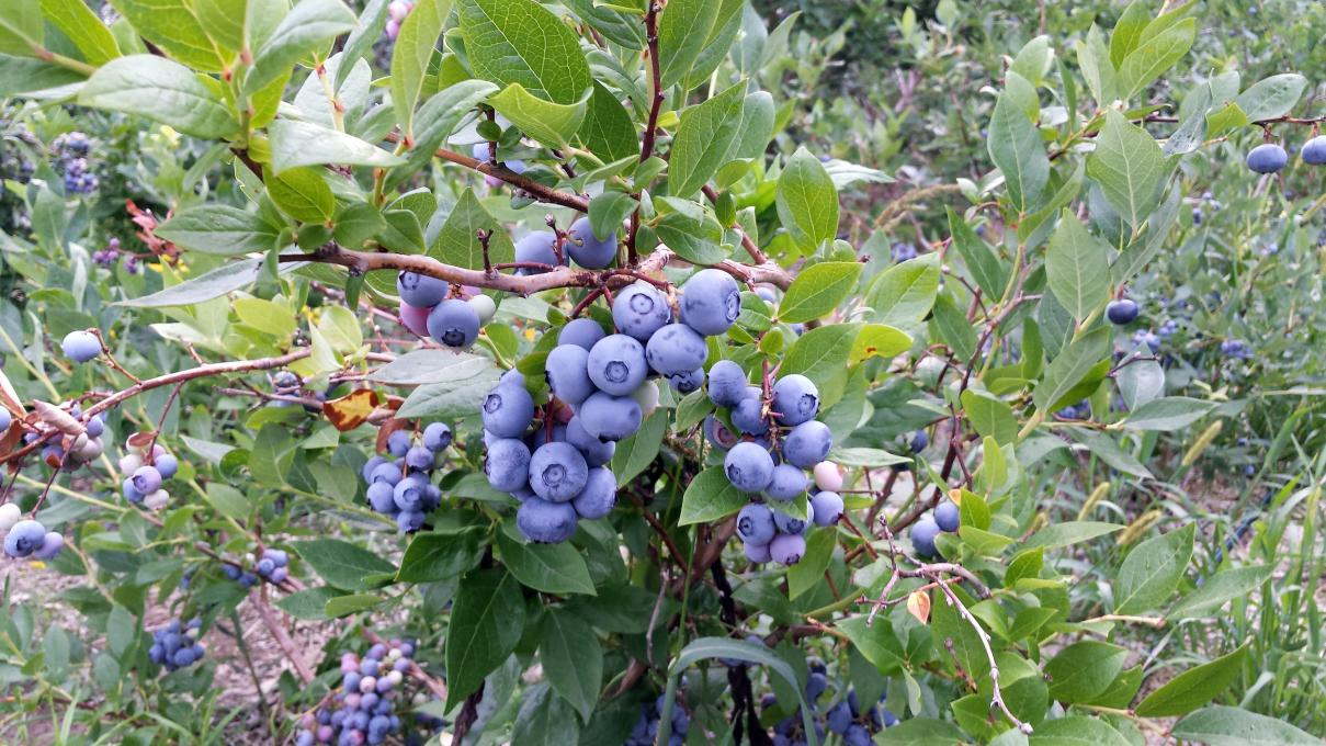 Verger Gaston Drouin - Blueberries