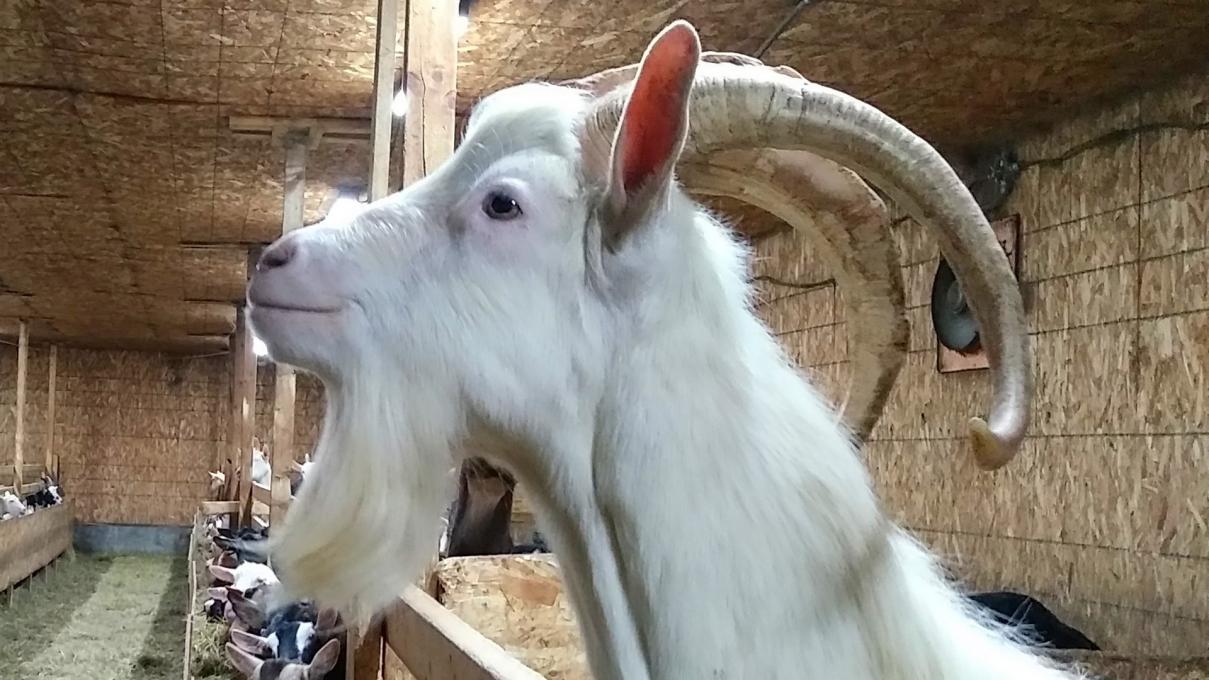 Fromages Ferme Audet - The goat!