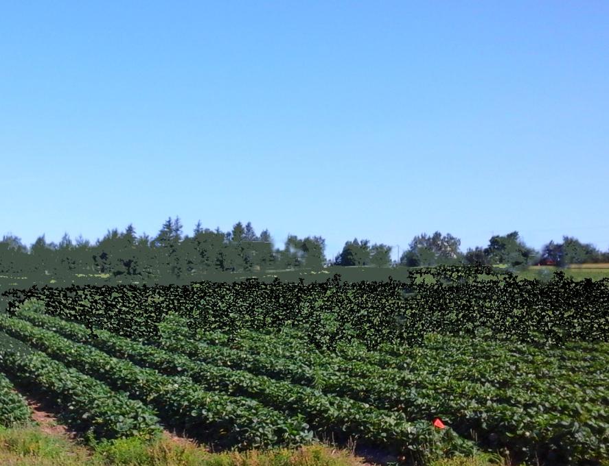 Ferme Léonce Plante - Champs de fraises