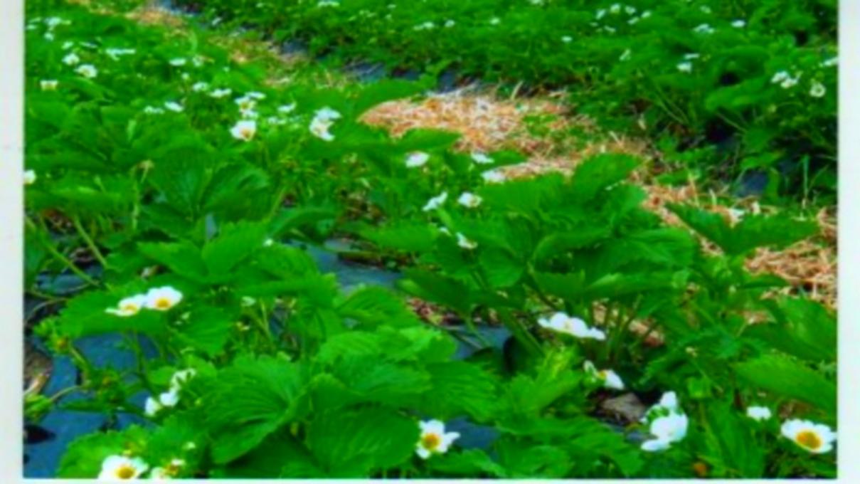 Ferme Léonce Plante - Champs de fraises en fleurs