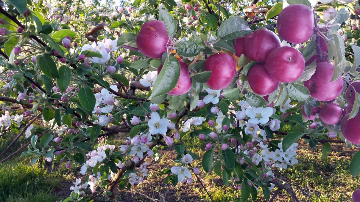 Verger Gaston Drouin - Flowering apple trees