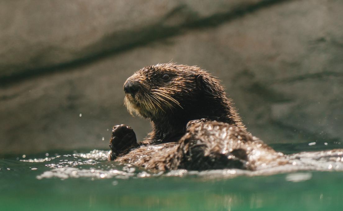 Aquarium du Québec - Les nouvelles loutres de mer