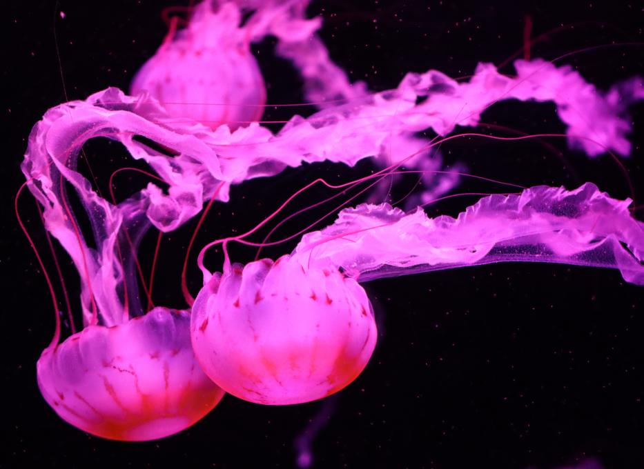 Aquarium du Québec - Méduses