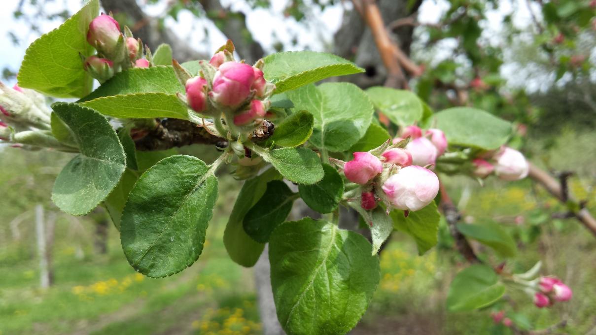 Verger Gaston Drouin - Branche de pommier en fleurs