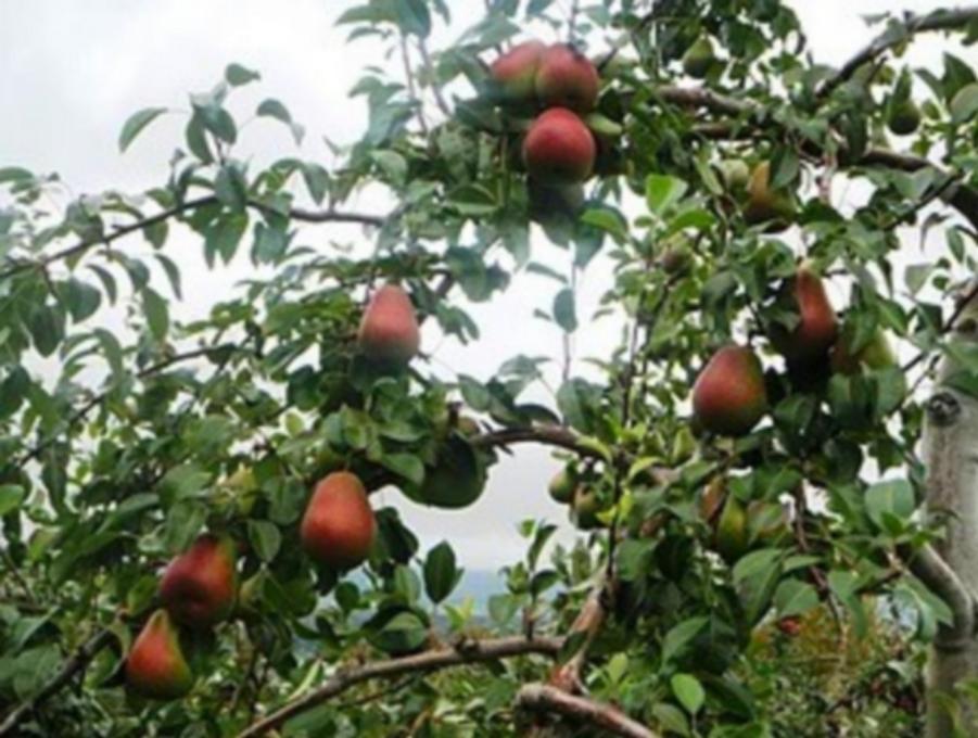 Ferme Le Beau Markon - pear tree