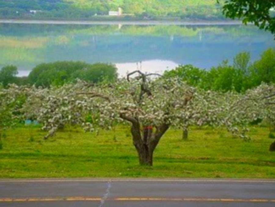 Ferme Le Beau Markon - Apple tree in bloom