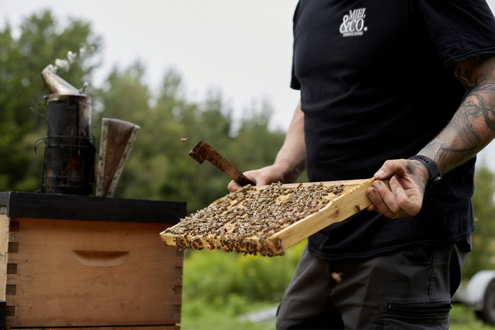 Miel & Co. - Visite des ruches sur réservation