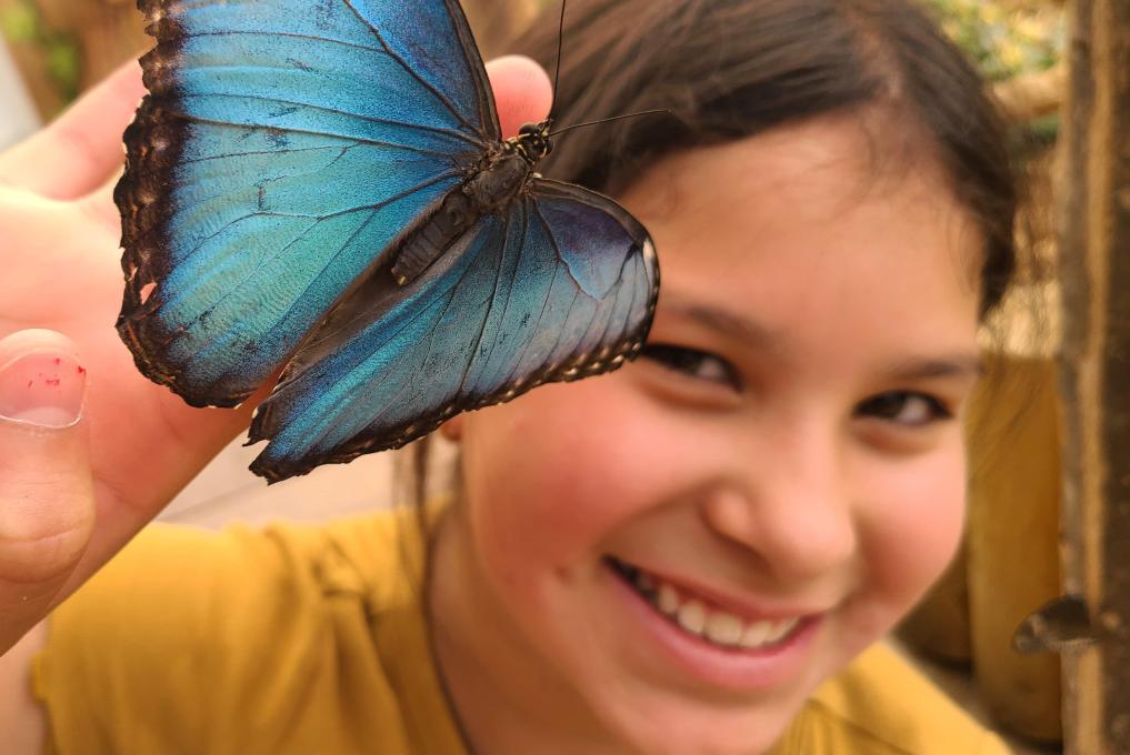 BFLY - La volière à papillon