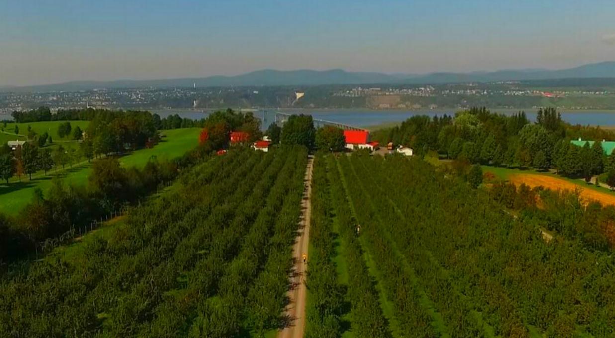 Le Domaine Orléans enr. - Aerial view of the orchard