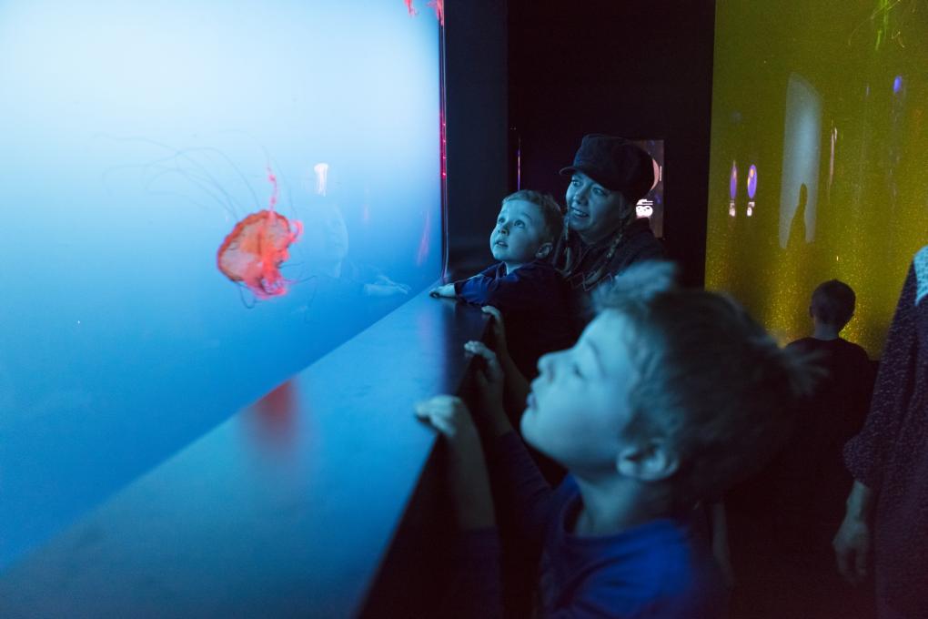 Aquarium du Québec - Pavillon des profondeurs - Méduses