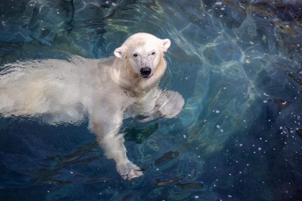 Aquarium du Québec - Polar bears