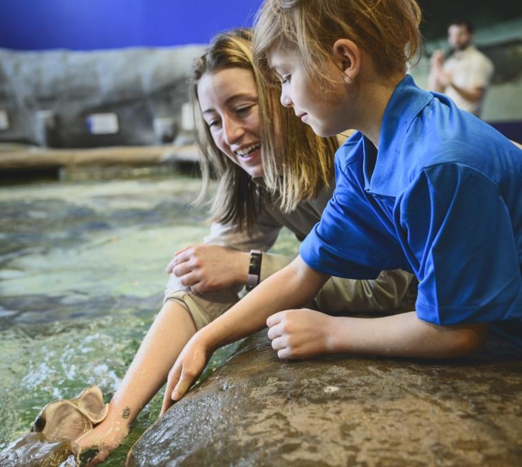 Aquarium du Québec - Bassin tactile des raies