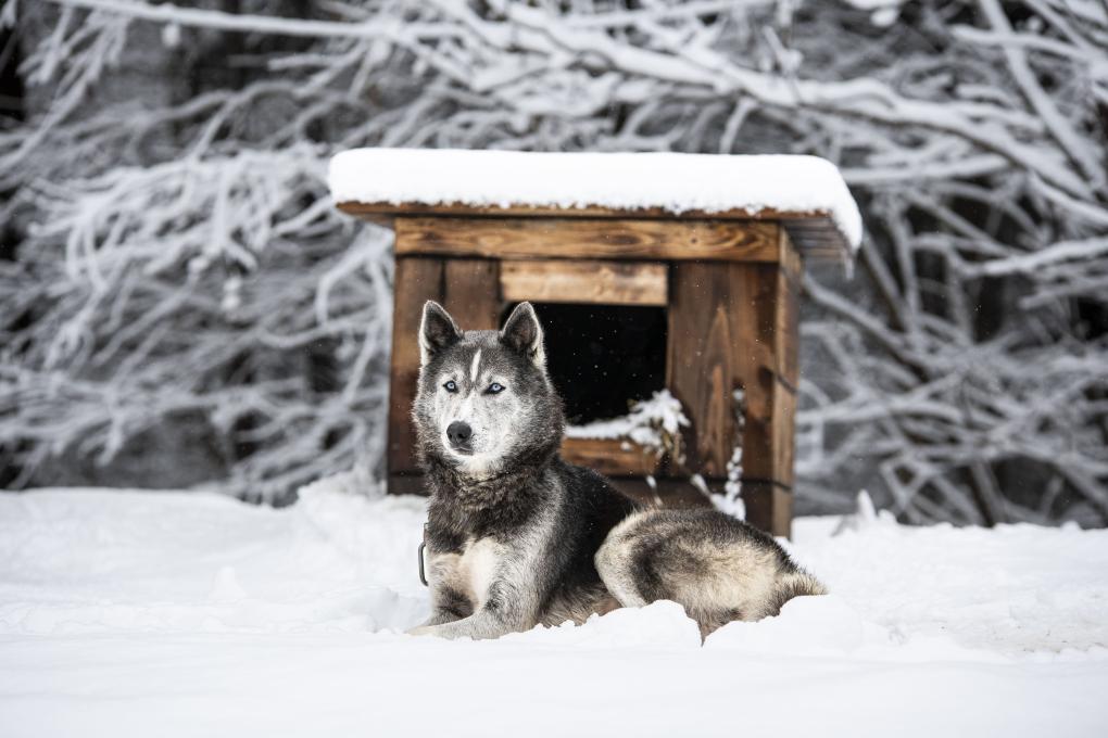 La meute nocturne-notre chien Capitaine